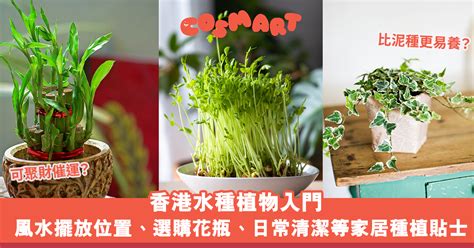 泥種植物風水|2023泥種植物風水秘笈